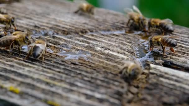 Biet Dricker Vatten Vårsäsongen Djur Och Vatten — Stockvideo