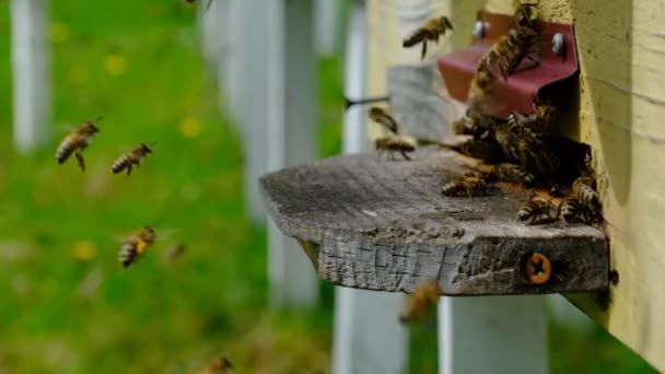 Abelhas Circundam Colmeia Colocam Néctar Floral Fresco Pólen Flores Dentro — Vídeo de Stock