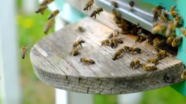 Méhek Bekarikázzák Kaptárt Beteszik Friss Virágnektárt Virágport Kaptárba Lassított Felvétel — Stock videók