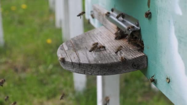 Bina Cirklar Runt Kupan Och Placerar Den Nyblommiga Nektarn Och — Stockvideo