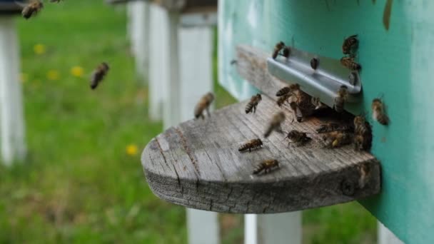 Bijen Cirkelen Rond Korf Stoppen Vers Bloeiende Nectar Bloemstuifmeel Korf — Stockvideo