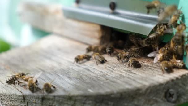 蜜蜂绕着蜂窝圈圈 把新鲜的花蜜和花粉放进蜂窝里 慢动作视频 养蜂业产品 — 图库视频影像