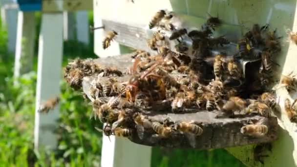Bin Attackerade Getingar Vid Kupan Bee Killer Geting Långsam Motion — Stockvideo