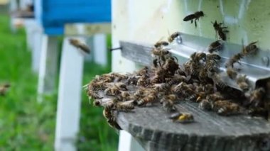 Kovandaki arılar arılara saldırdı. Arı öldüren eşek arısı. Yavaş çekim videosu.