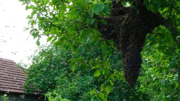 形成新的蜂群 蜜蜂在某一点上可以飞出蜂窝 他们正走在树枝上 慢动作视频 — 图库视频影像
