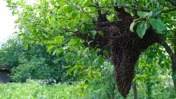 形成新的蜂群 蜜蜂在某一点上可以飞出蜂窝 他们正走在树枝上 慢动作视频 — 图库视频影像