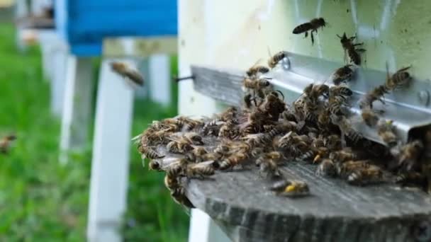 Des Abeilles Attaquées Par Des Frelons Ruche Hornet Tueur Abeilles — Video