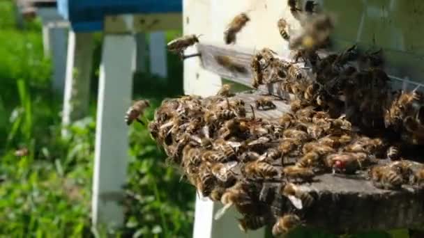 Bin Attackerade Getingar Vid Kupan Bee Killer Geting Långsam Motion — Stockvideo