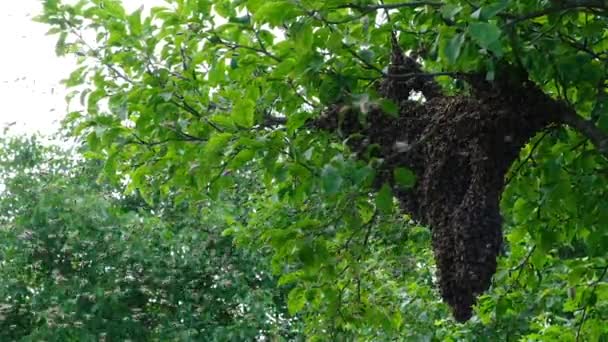 Bienenschwarm Bildung Einer Neuen Bienenfamilie Bienen Die Irgendwann Fliegen Können — Stockvideo