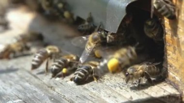 Arılar kovanın etrafında dönerek taze çiçek nektarını ve çiçek polenini kovanın içine koyuyorlar. Yavaş çekim videosu. Apiary.