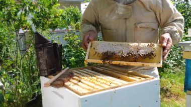 Arı yetiştiricisi yaz günü arıcıda bal peteği çerçevesini inceliyor. Arı kovanında çalışan bir adam. Doğal taze bal. Organik gıda kavramı. Yavaş çekim videosu.