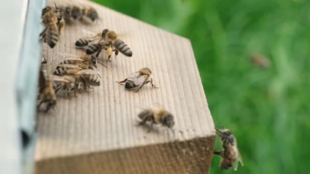 Pszczoły Krążą Wokół Ula Umieszczają Świeży Nektar Kwiatowy Pyłek Kwiatowy — Wideo stockowe