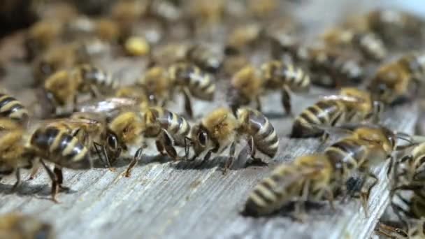 Arı Arıdaki Havayı Soğutmak Için Kanatlarını Sallıyor Arılar Arı Kovanına — Stok video