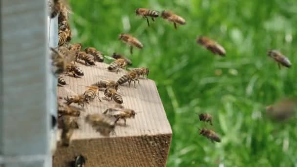 蜂は巣の周りを一周し 巣の中に新鮮な花蜜と花粉を入れます スローモーションビデオ — ストック動画