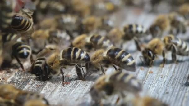 蜜蜂挥动翅膀来冷却蚜虫中的空气 关上了翅膀 蜜蜂飞向蜂窝 蜂房入口的蜜蜂 宏观视图 — 图库视频影像