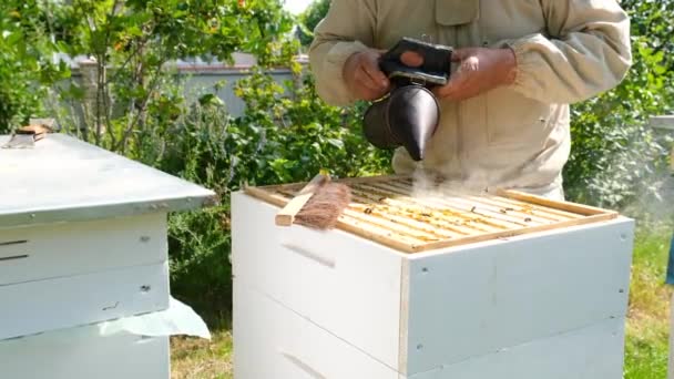 Včelař Kontroluje Včelí Plástve Včelíně Letní Den Muž Pracující Včelíně — Stock video