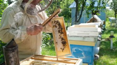 Arı yetiştiricisi yaz günü arıcıda bal peteği çerçevesini inceliyor. Arı kovanında çalışan bir adam. Doğal taze bal. Organik gıda kavramı. Yavaş çekim videosu.