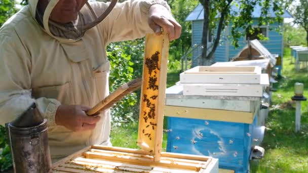 Včelař Kontroluje Včelí Plástve Včelíně Letní Den Muž Pracující Včelíně — Stock video