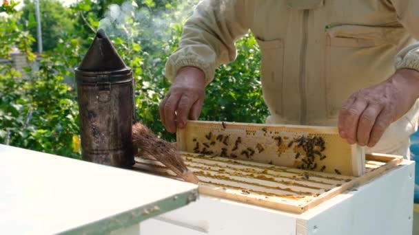 養蜂家は夏の日に養蜂場の枠を検査します アピアで働いてる男 天然のフレッシュハニー 有機食品の概念 スローモーションビデオ — ストック動画