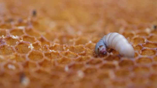 Larva Balmumu Güvesi Bal Peteğini Isırır Larvaları Balmumu Polen Arı — Stok video