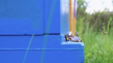 Apiary. Arılar kovana taze nektar getirir. Çevre dostu arı. Ekolojik olarak temiz bal ve diğer arıcılık ürünlerinin elde edildiği bir arı arısı. Üst Görünüm.