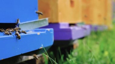Apiary. Arılar kovana taze nektar getirir. Çevre dostu arı. Ekolojik olarak temiz bal ve diğer arıcılık ürünlerinin elde edildiği bir arı arısı. Üst Görünüm.