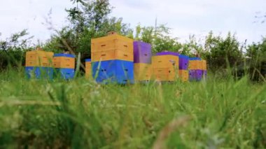 Apiary. Arılar kovana taze nektar getirir. Çevre dostu arı. Ekolojik olarak temiz bal ve diğer arıcılık ürünlerinin elde edildiği bir arı arısı. Üst Görünüm.