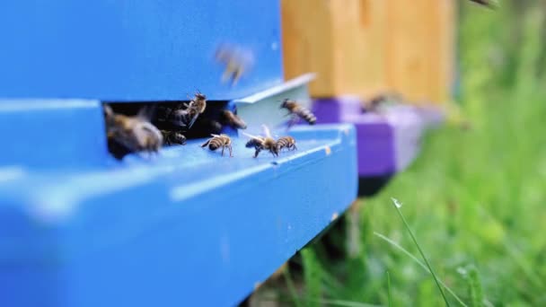 Apiarium Bijen Brengen Verse Nectar Korf Milieuvriendelijke Bijenstal Een Bijenstal — Stockvideo