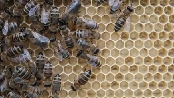 Honey Bee Brood Cuidado Con Las Crías Nacimiento Una Abeja — Vídeos de Stock