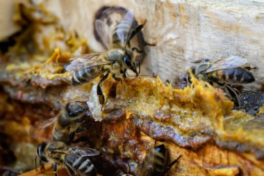 Arılarla dolu bir kovanın ortasında Propolis. Arı yapıştırıcısı. Arı ürünleri. Apioterapi. Propolis tedavisi
