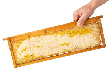 Erkek el taze ballı bir bal peteği tutuyor. Beyaz bir arka planda izole edilmiş. Bal süper bir yemektir.