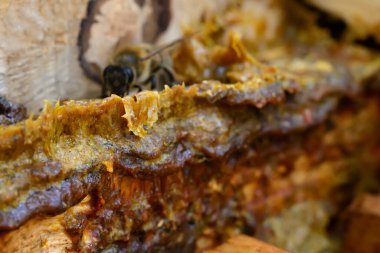 Arılarla dolu bir kovanın ortasında Propolis. Arı yapıştırıcısı. Arı ürünleri. Apioterapi. Propolis tedavisi.