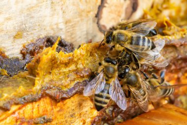 Arılarla dolu bir kovanın ortasında Propolis. Arı yapıştırıcısı. Arı ürünleri. Apioterapi. Propolis tedavisi.