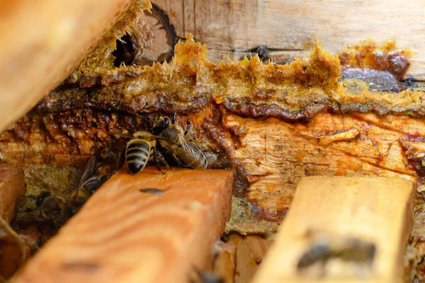 Propolisz Egy Méhkas Közepén Méhragasztó Méhészeti Termékek Apiterápia Méhészet — Stock Fotó