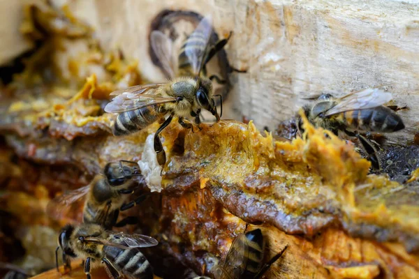 Arılarla dolu bir kovanın ortasında Propolis. Arı yapıştırıcısı. Arı ürünleri. Apioterapi. Propolis tedavisi
