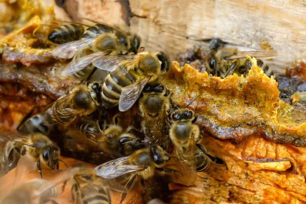 Propolis Middle Hive Bees Bee Glue Bee Products Apitherapy Ppropolis — Stock Photo, Image