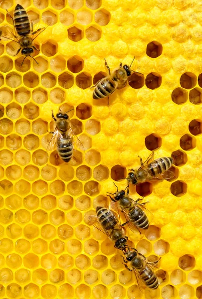 Včely Cele Larvami Včelí Mláďata — Stock fotografie
