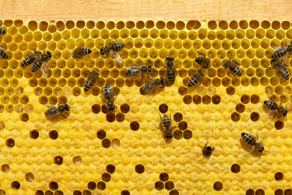 Abejas Una Celda Con Larvas Abejas Broods —  Fotos de Stock