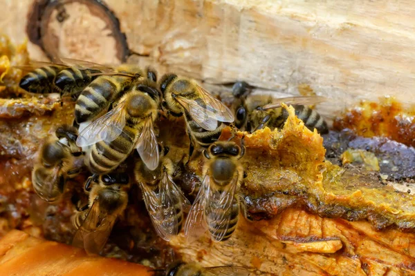 Прополис Посреди Улья Пчелами Пчелиный Клей Продукты Пчёл Апитерапия Прополис — стоковое фото