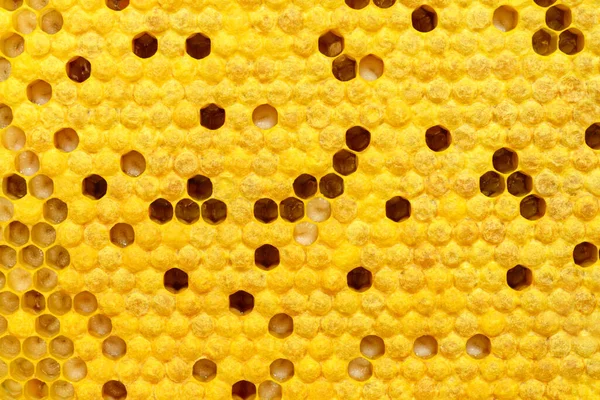 Cel Met Bijenlarven Bijen Broods Bijenteelt Rechtenvrije Stockafbeeldingen