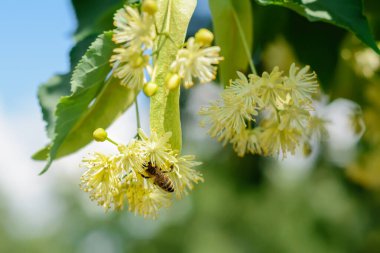 Bahçede güneşli bir günde açan ıhlamur çiçeklerinde bal arısı. Bitkiler böceklerle çürür.