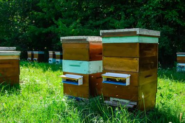 Arı kovanında arı kovanları. Görüntü