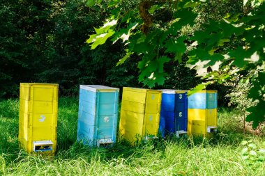 Arı kovanında arı kovanları. Görüntü