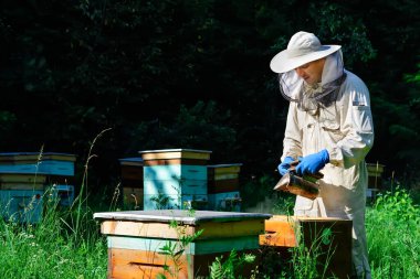 Genç bir arı yetiştiricisi arı kovanlarının yakınında arı kovanında çalışıyor. Doğrudan kovandan gelen doğal bal. Üst görünüm