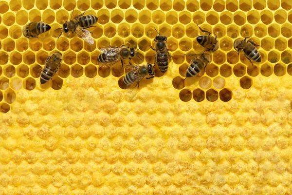 Abeja Una Celda Con Larvas Bees Broods Copyspace Concepto Apicultura — Foto de Stock