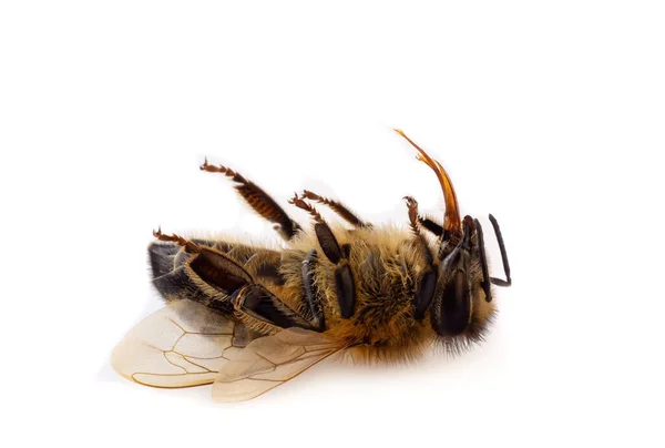 Macro Close Dead Honey Bee White Background — Stock Photo, Image