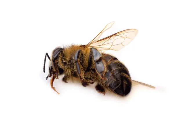 Macro Close Dead Honey Bee White Background — Stock Photo, Image