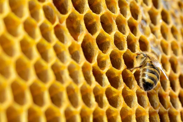 Kopyalanmış Bal Peteğindeki Arı Kovanındaki Arılar Arı Nektarı Taze Sağlıklı — Stok fotoğraf