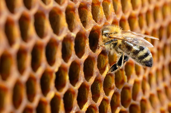 Las Abejas Colmena Panal Con Copyspace Abeja Convierte Néctar Miel — Foto de Stock