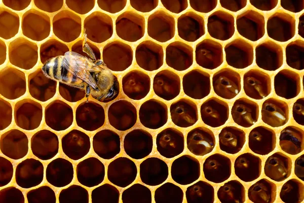 Пчёлы Улье Сотах Копирайтом Пчела Превращает Нектар Свежий Здоровый Мед — стоковое фото